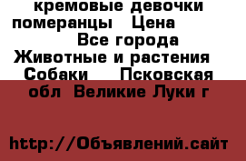 кремовые девочки померанцы › Цена ­ 30 000 - Все города Животные и растения » Собаки   . Псковская обл.,Великие Луки г.